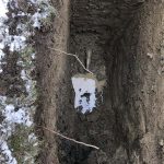 Water Service Repair and Replacement, Brampton